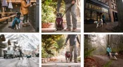 Ruffwear STUMPTOWN™ - Hunde Jacke -Outdoor Ausrüstung 13444 Ruffwear STUMPTOWN Hunde Jacke 8